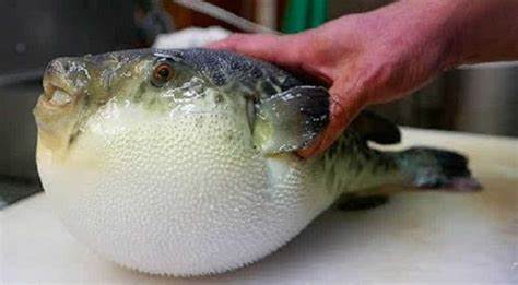 Fugu 2