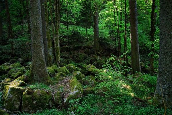 forest 1