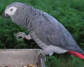 grey parrot