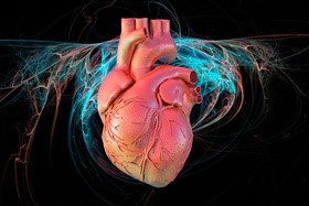 heart 62