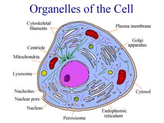organlles